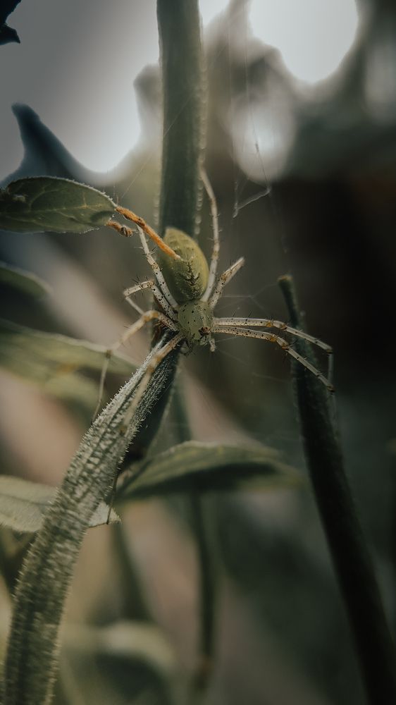 Photograph by Nivedh A.M