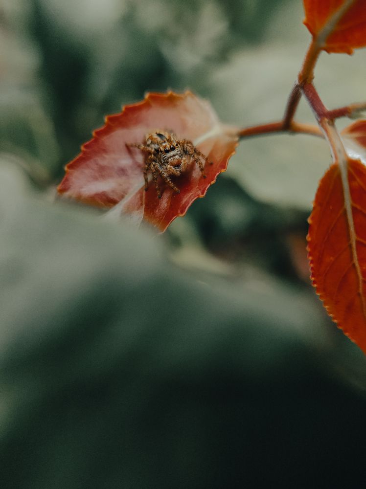 Photograph by Nivedh A.M