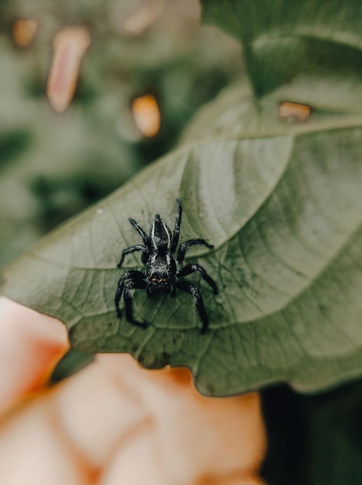 Photograph by Nivedh A.M