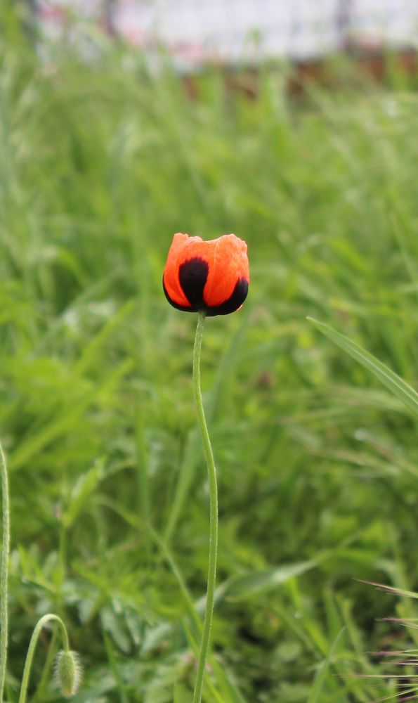 аленький цветочек