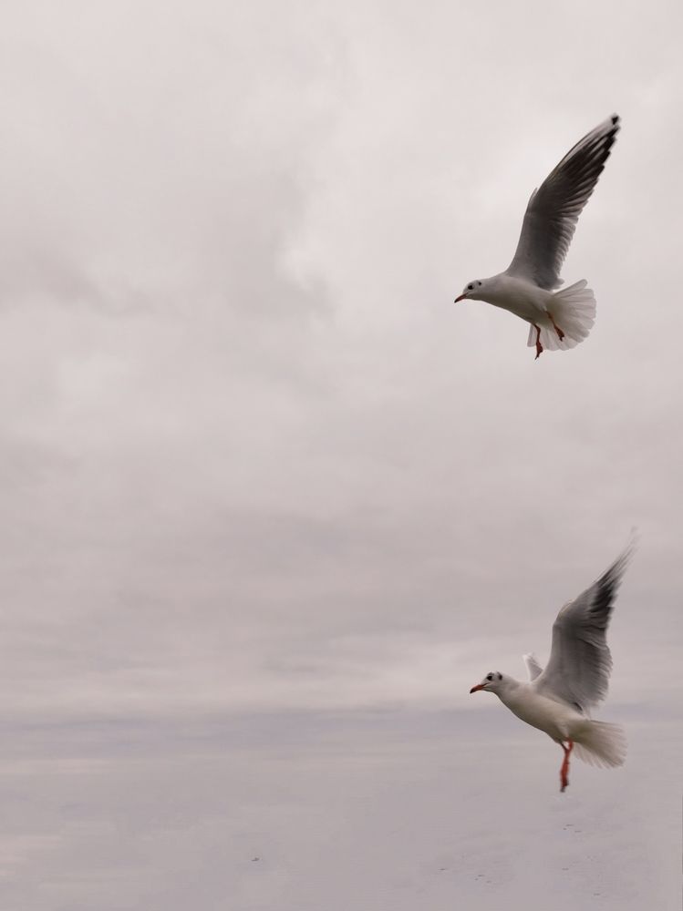Танец чаек.