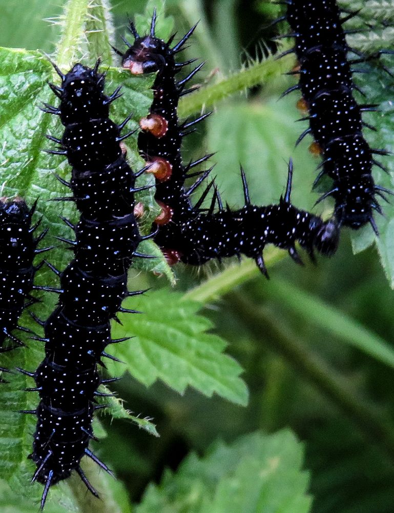 Black caterpillars eat nettles