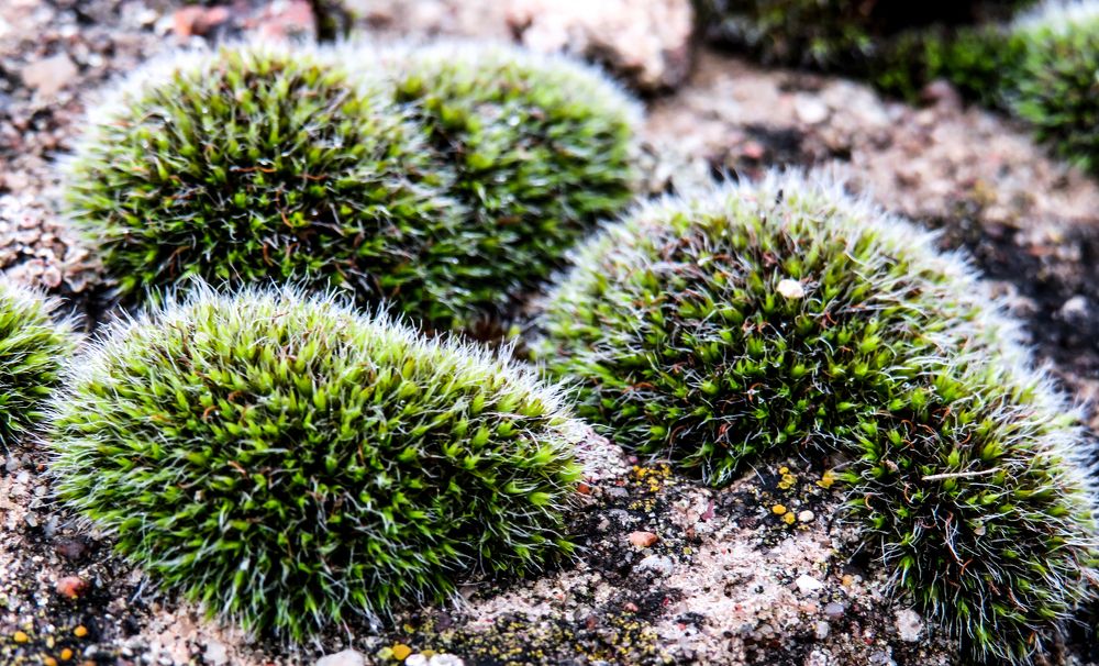 Green moss on stone closeup