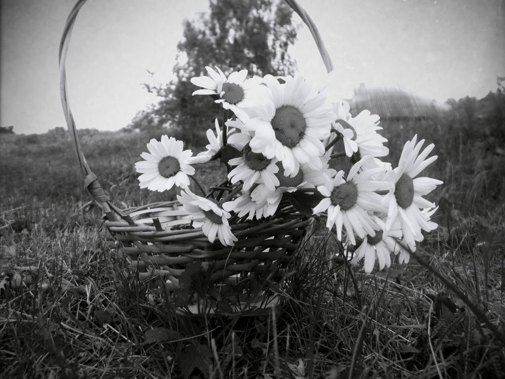 Photograph by Ирина Пичугина