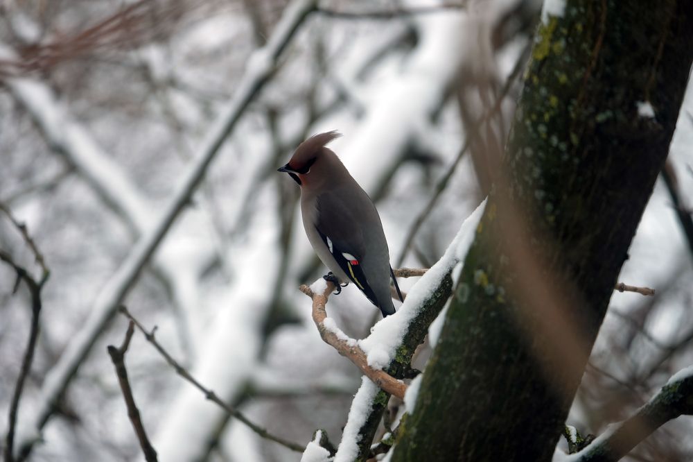 Photograph by Анна Сойтту