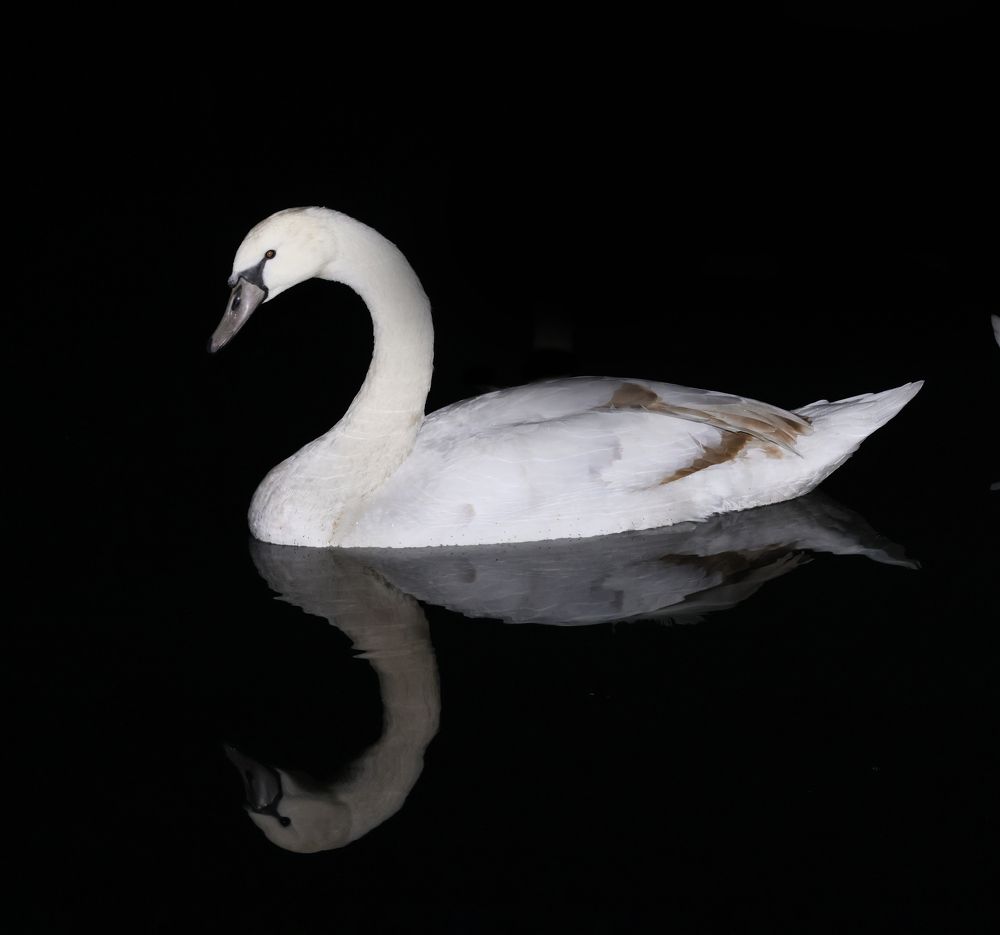 Photograph by Виктория Янушанис