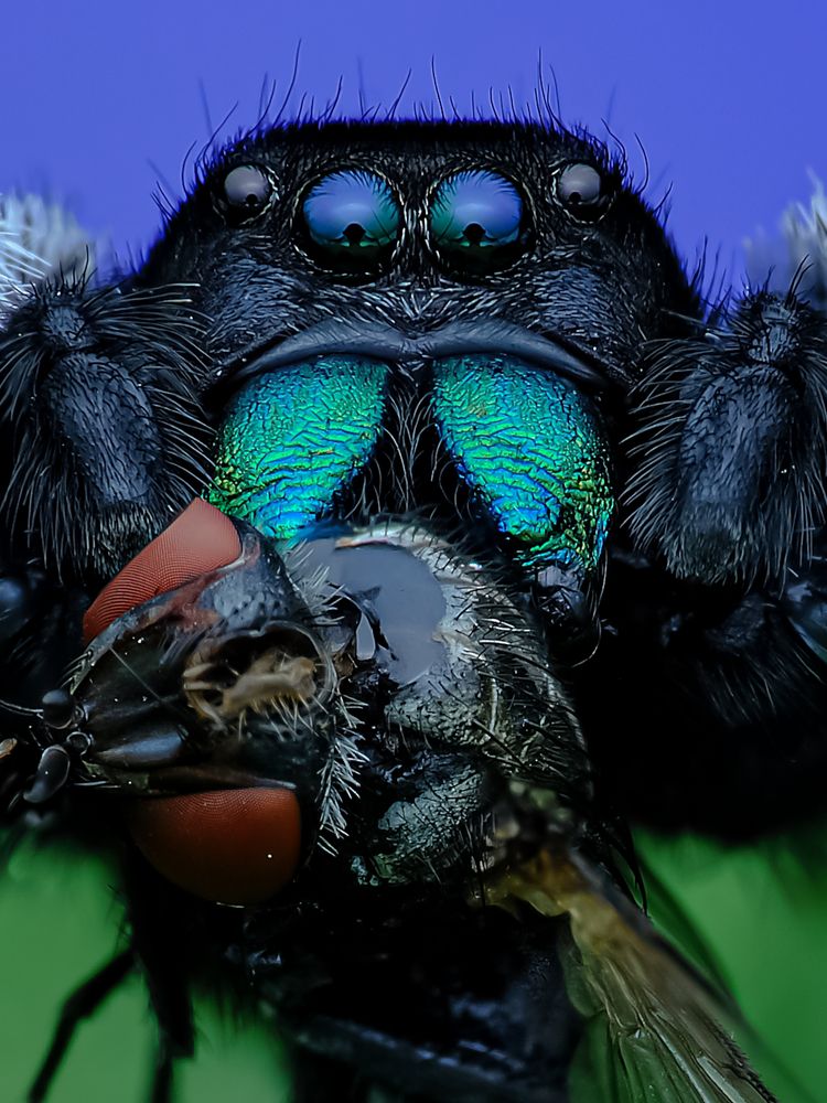 Photograph by Nirwan Asgard