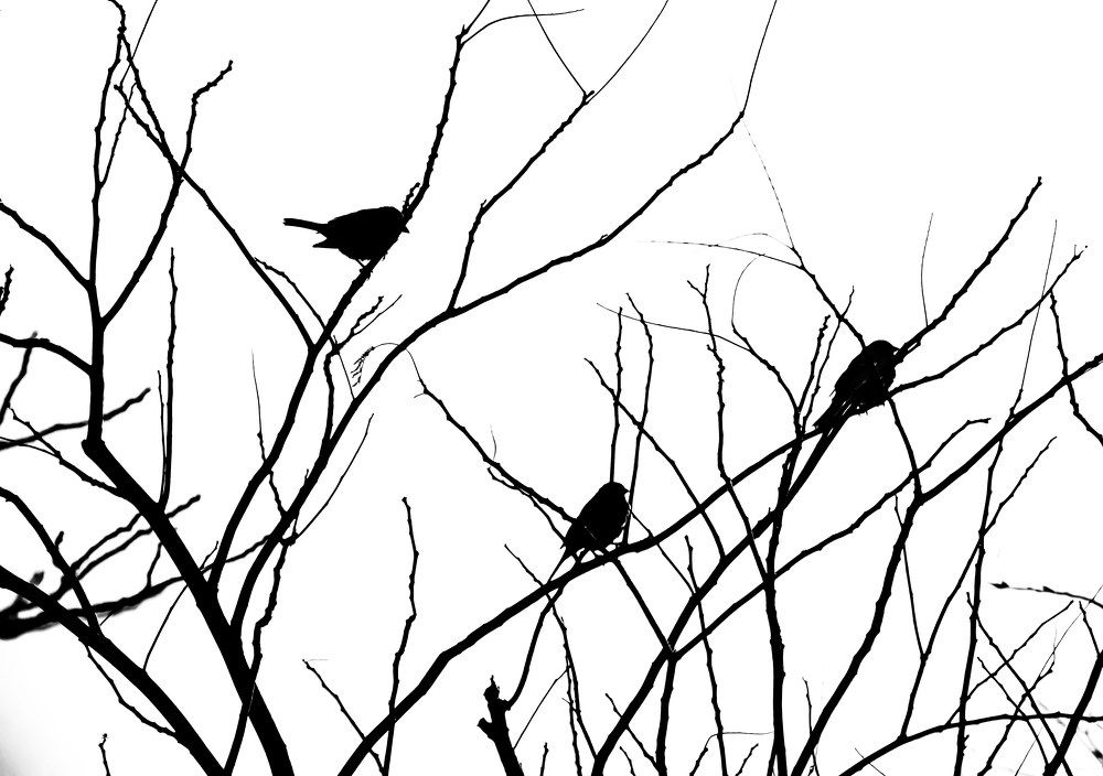 Photograph by negar zomorrod