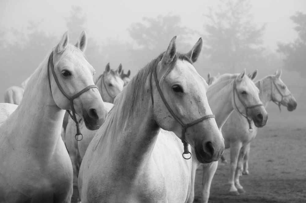 Photograph by SILVIJA BUTKOVIC