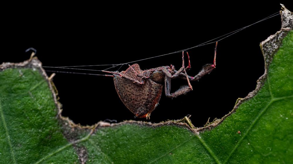 Photograph by ashok manjanath
