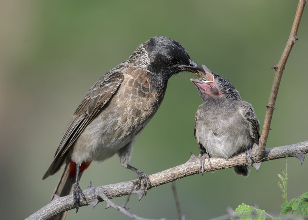 Photograph by Nirmala Nair