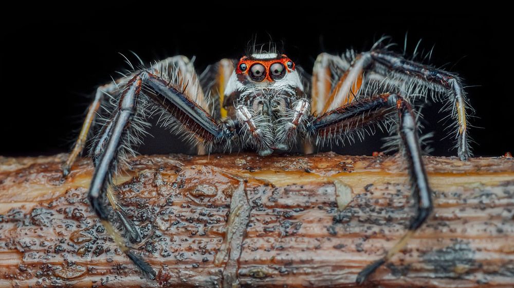 Photograph by ashok manjanath