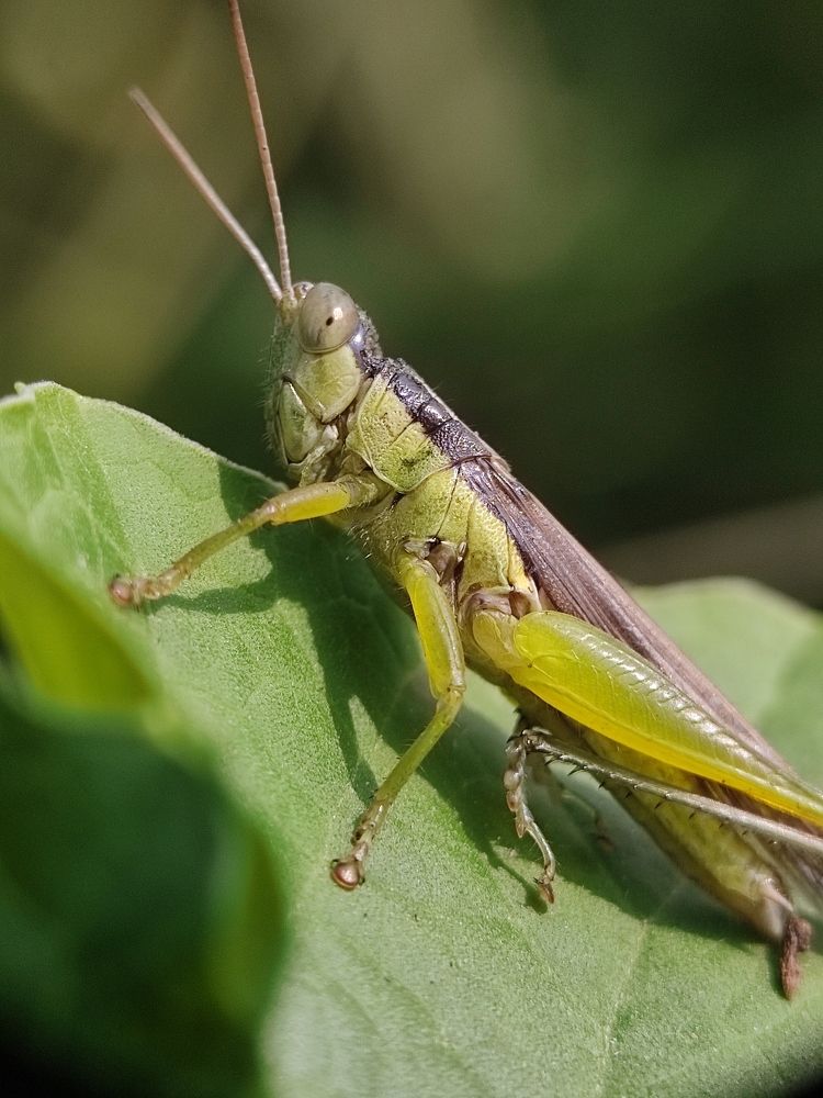 Macro