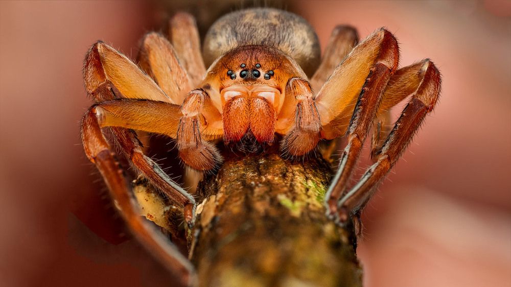 Photograph by ashok manjanath