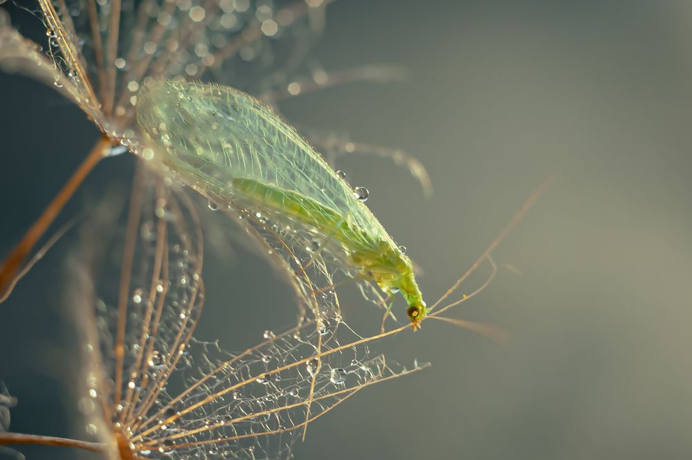 Златоглазка