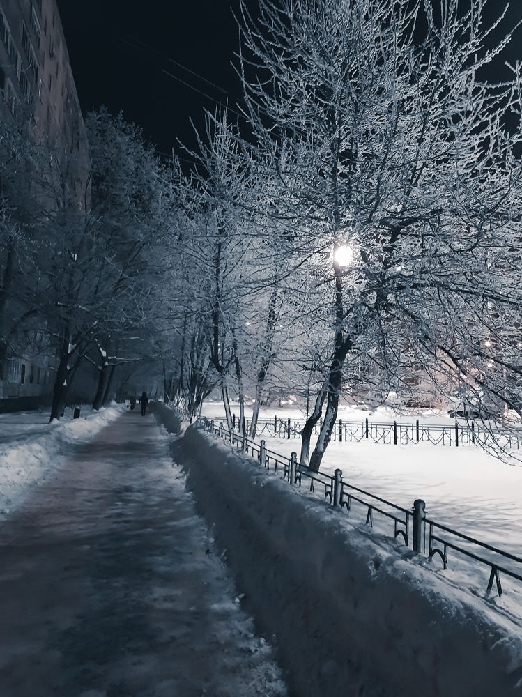 Trees in winter near Moscow