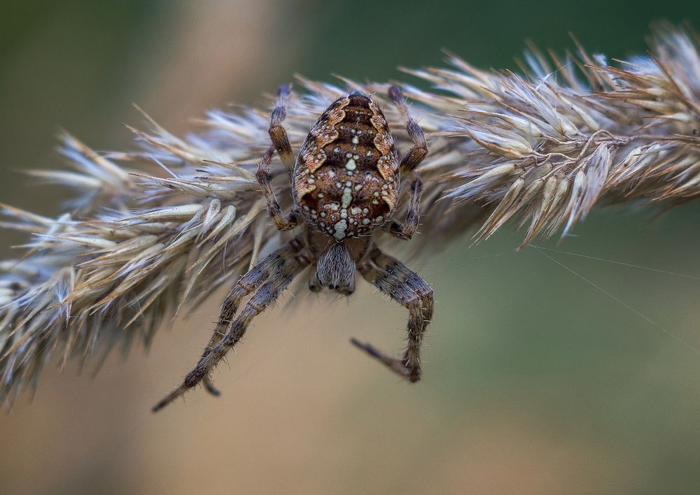 Photograph by Андрей Бурда