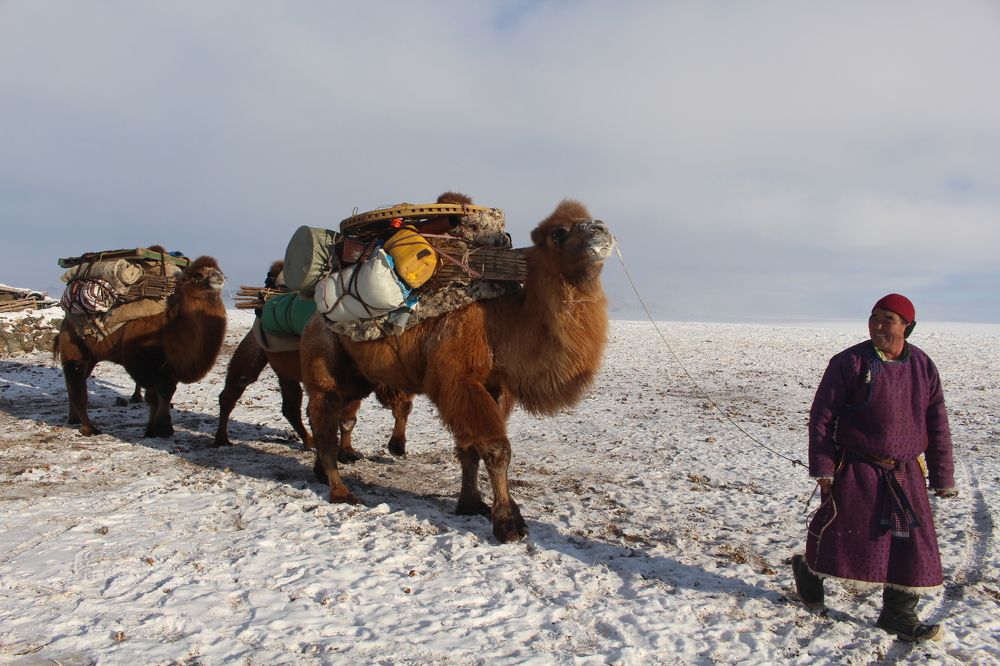 My brother is herder