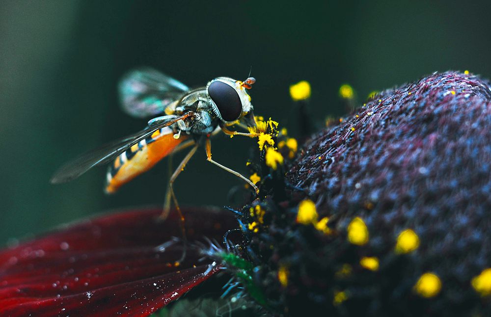 Photograph by Олеся zme