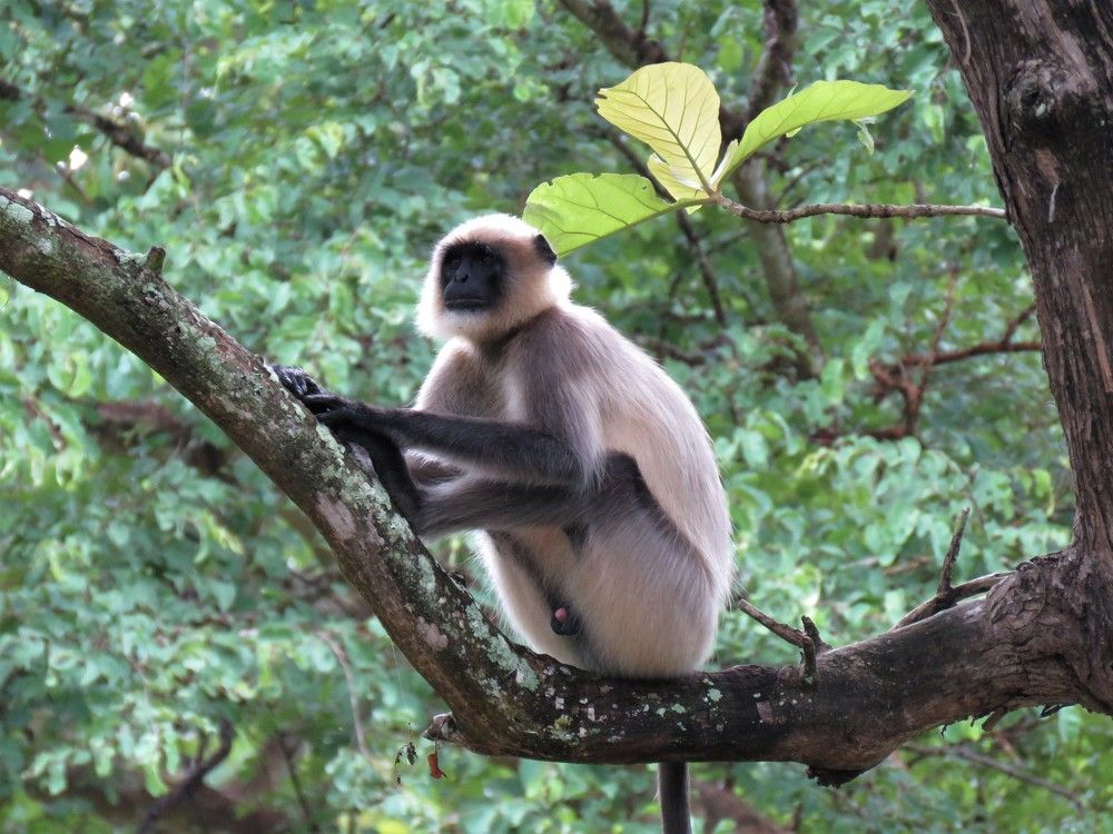 Langur sitting with an interesting pose on a tree
