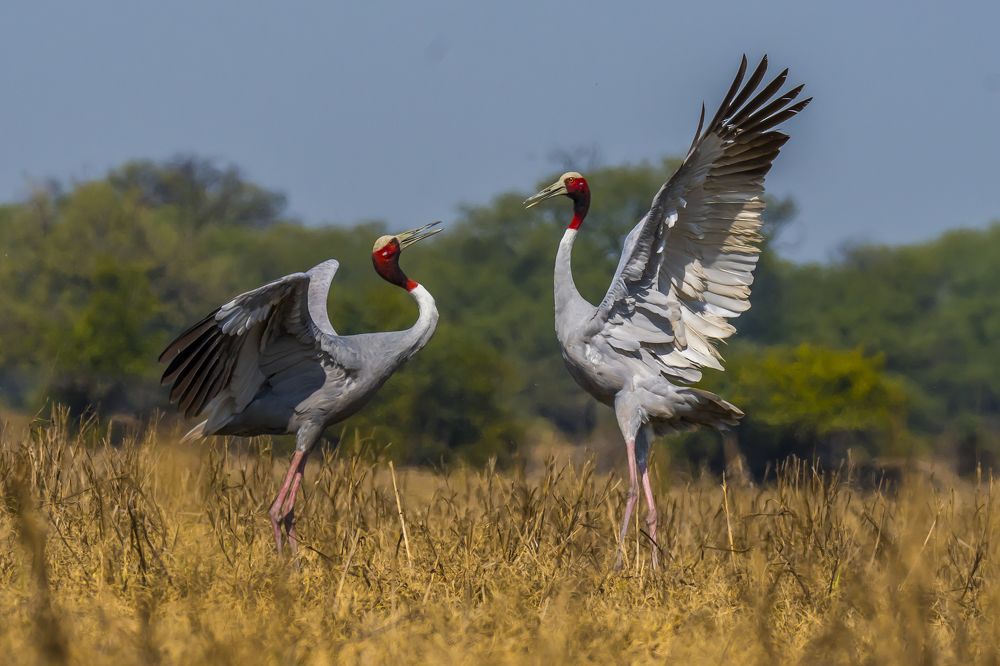 Photograph by SOMDIPTYA CHAKRABORTY