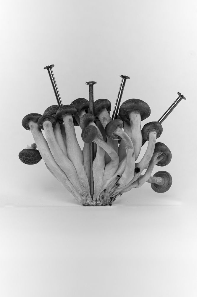 Фотография автора Elena Van Melkebeek