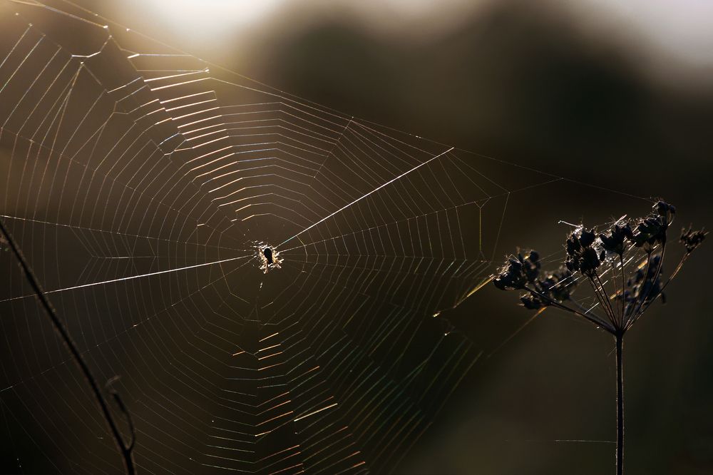 Photograph by Ольга Заболотская