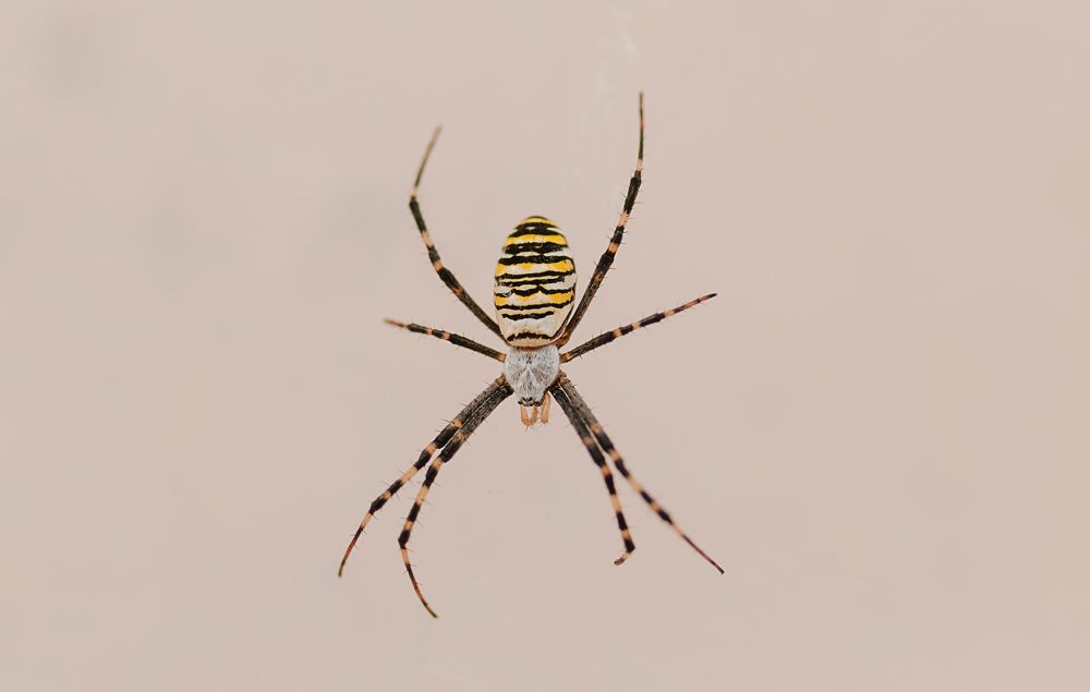 Photograph by Михаил Фенелонов