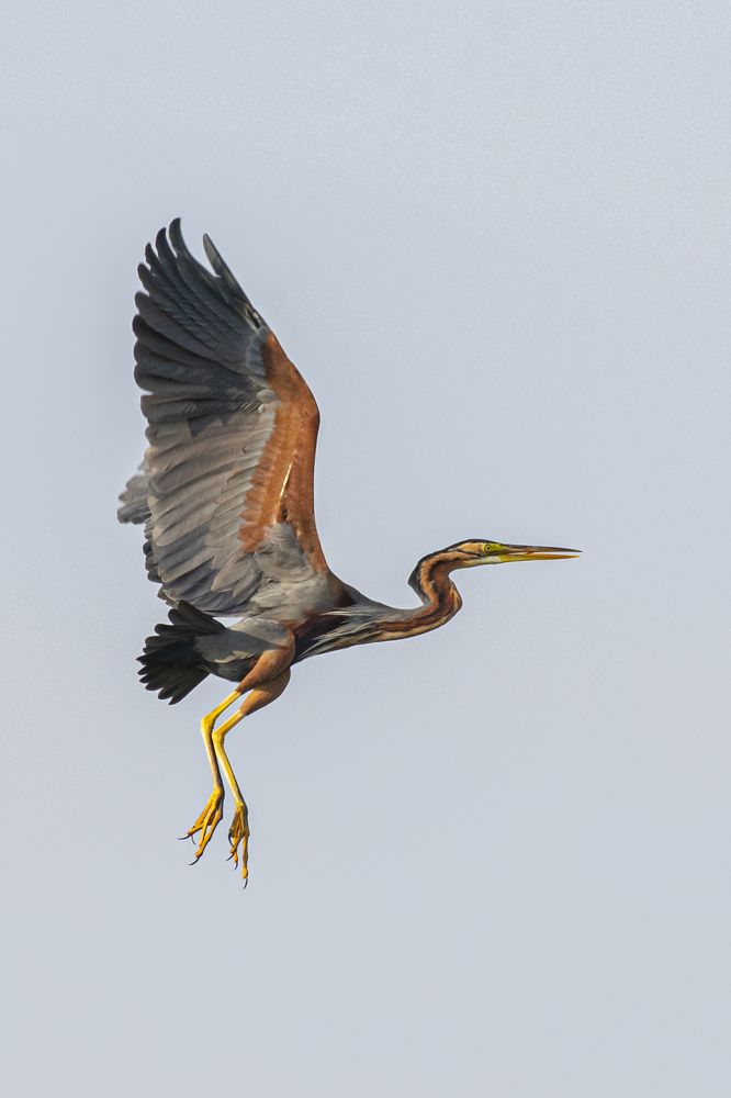 Photograph by Suman Paul