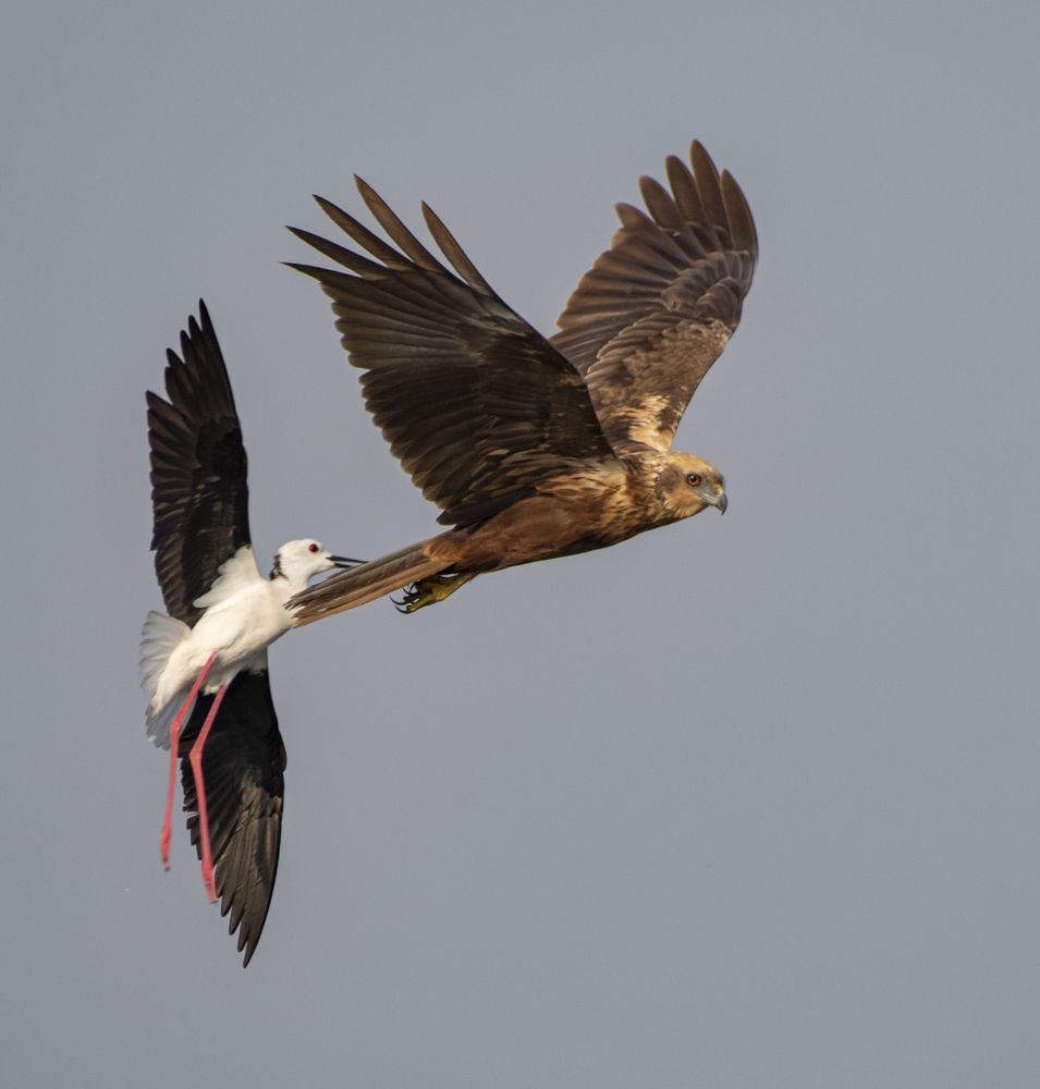 Photograph by Suman Paul