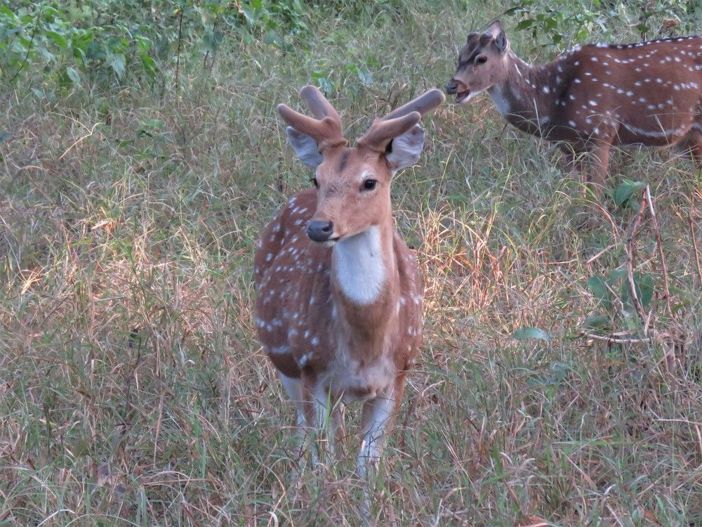 Spotted deer with strange horns with a female deer looking on
