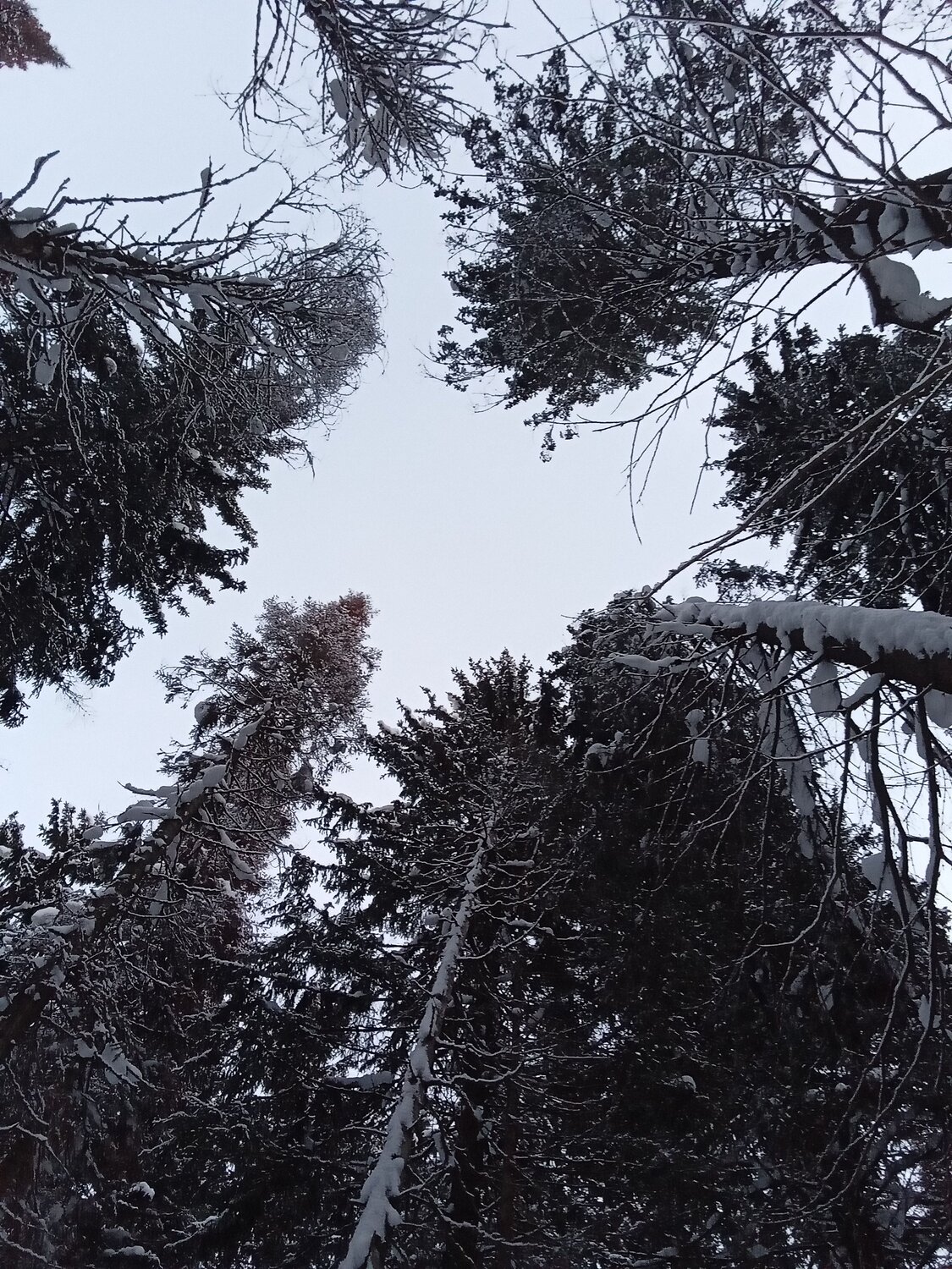 Вершины уральских сосен.