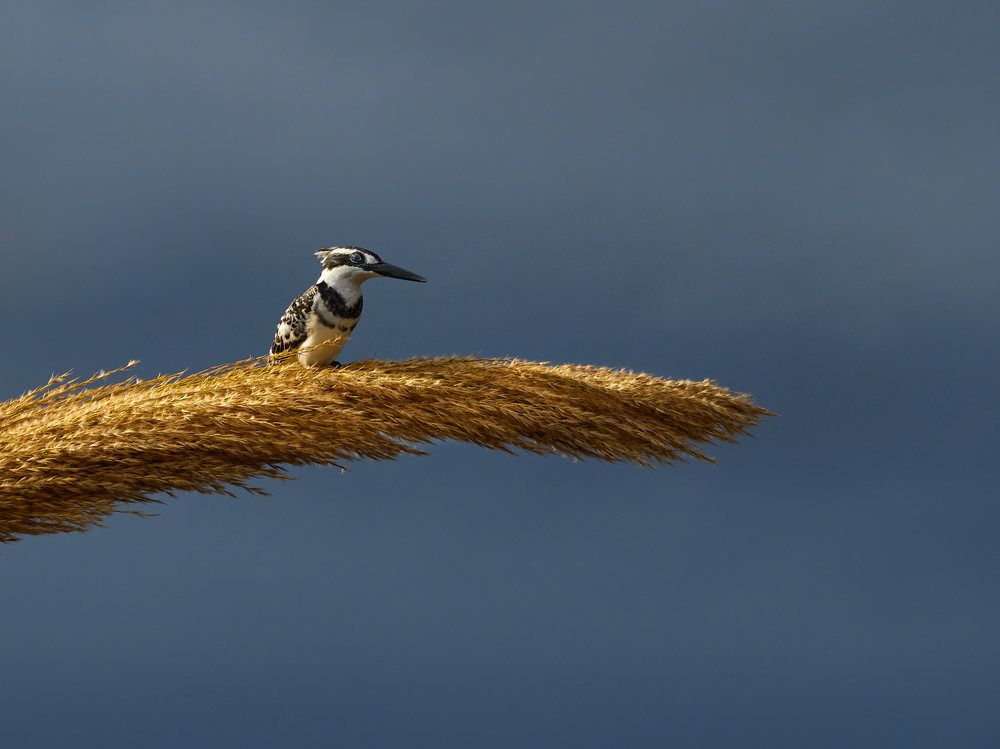 Фотография автора David Solodar