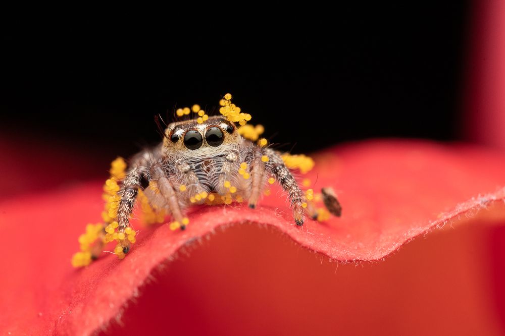 Photograph by Ananth