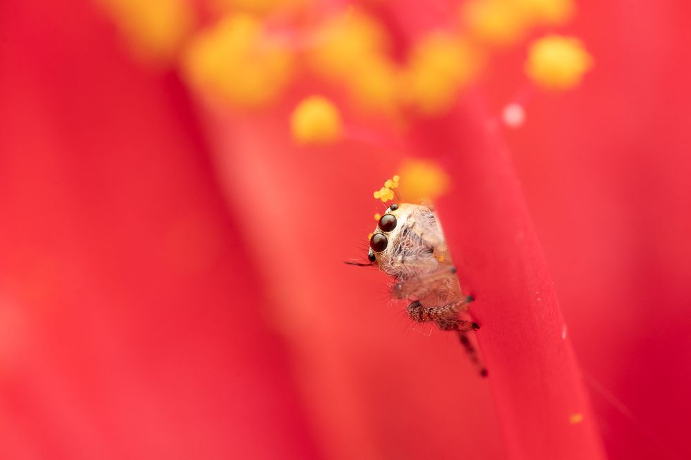 Photograph by Ananth