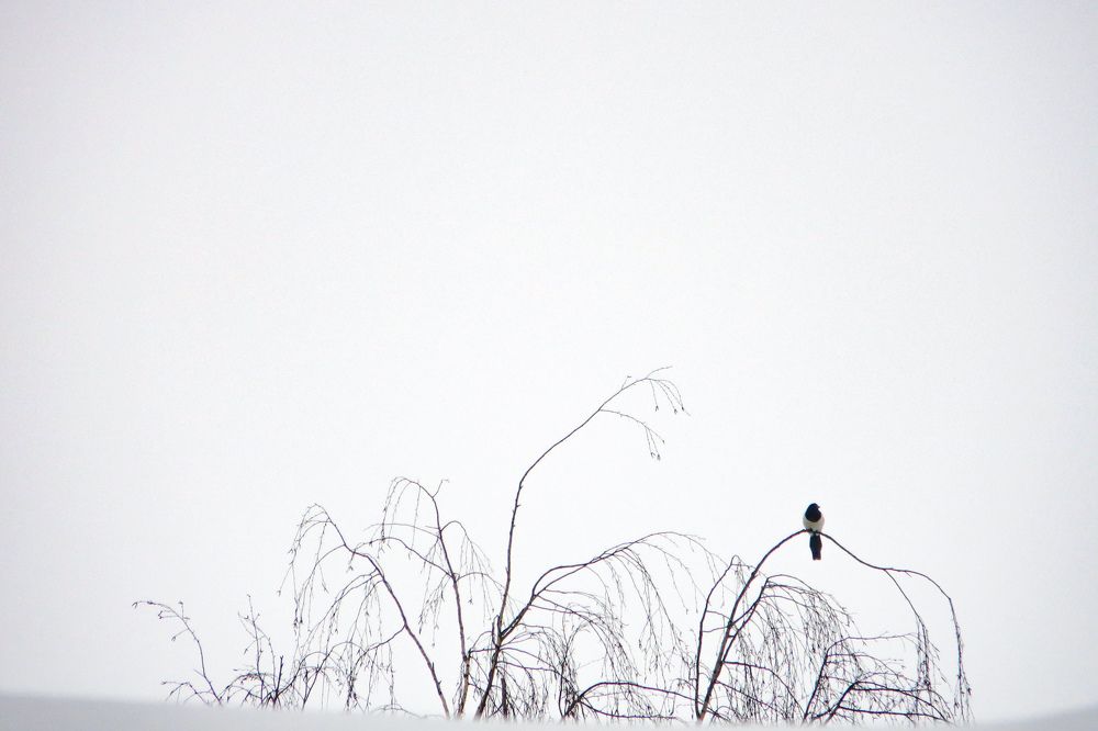 Photograph by Darya Вега