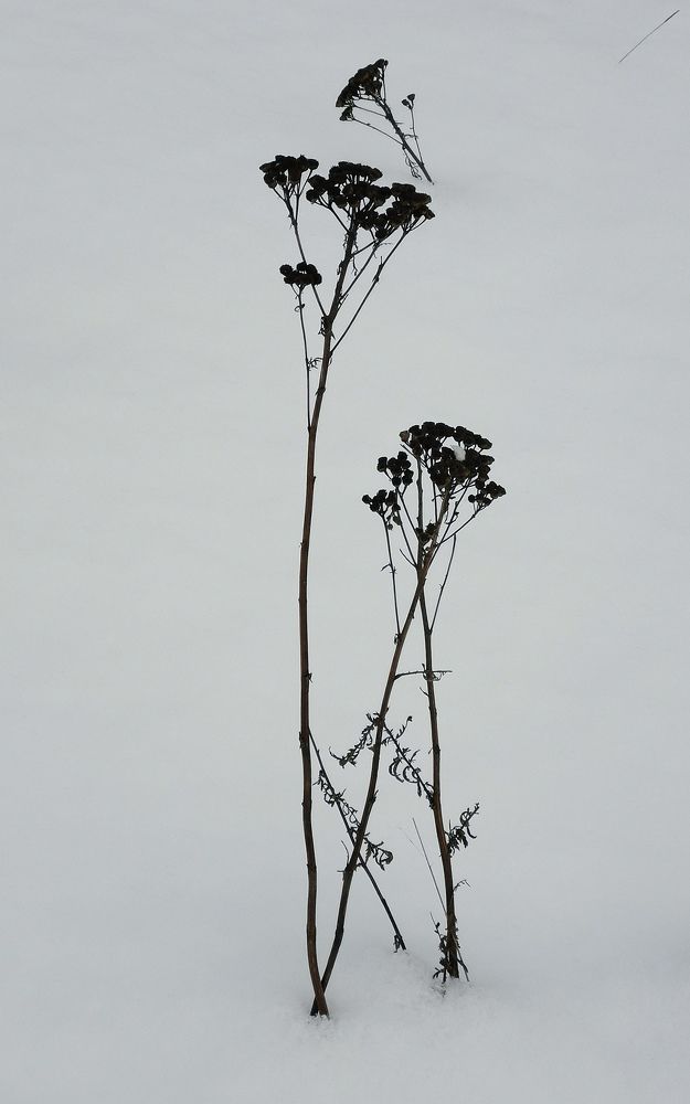 Photograph by Елена Артёменко