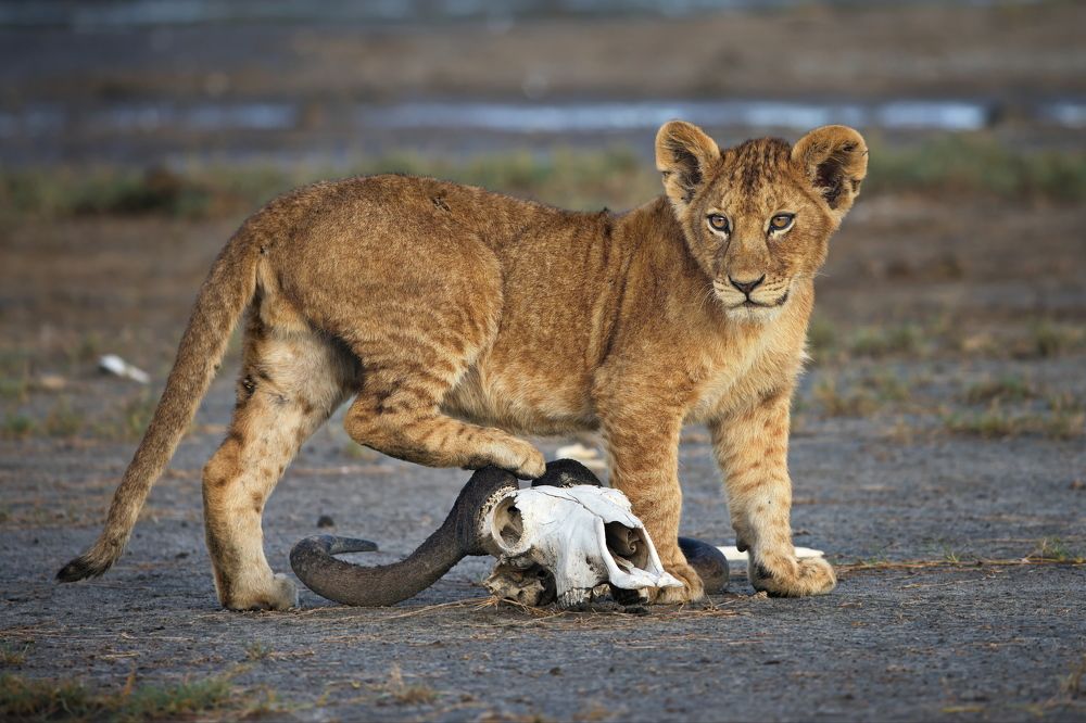 Африканский микс