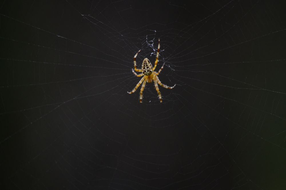 Photograph by Сергей Зубов