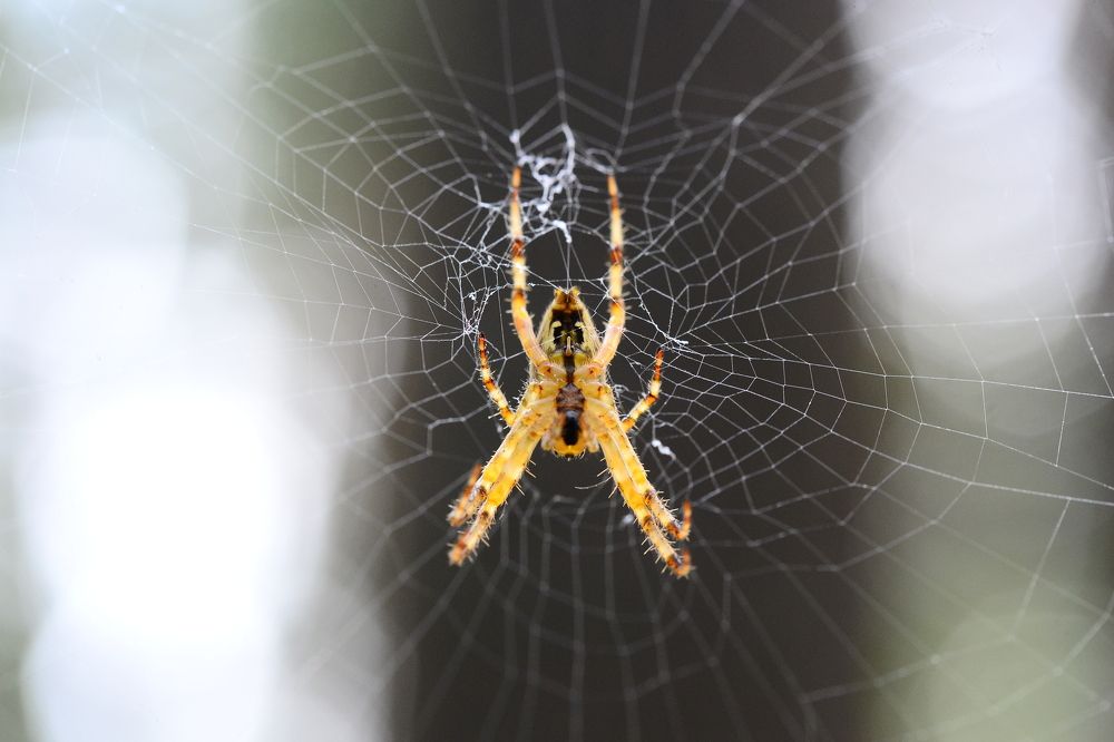 Photograph by Сергей Зубов