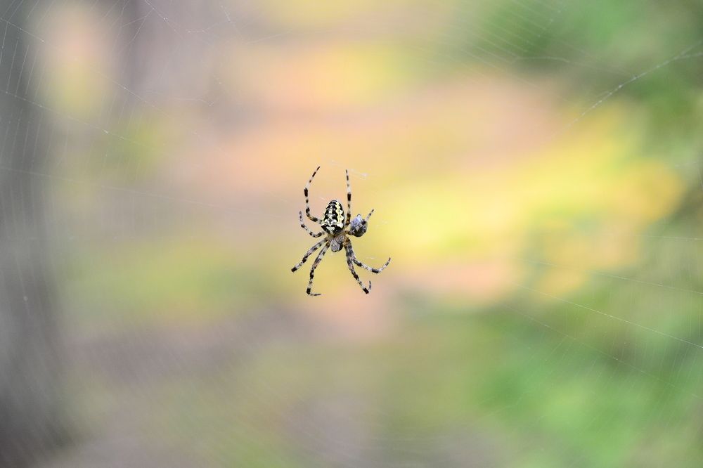 Photograph by Сергей Зубов