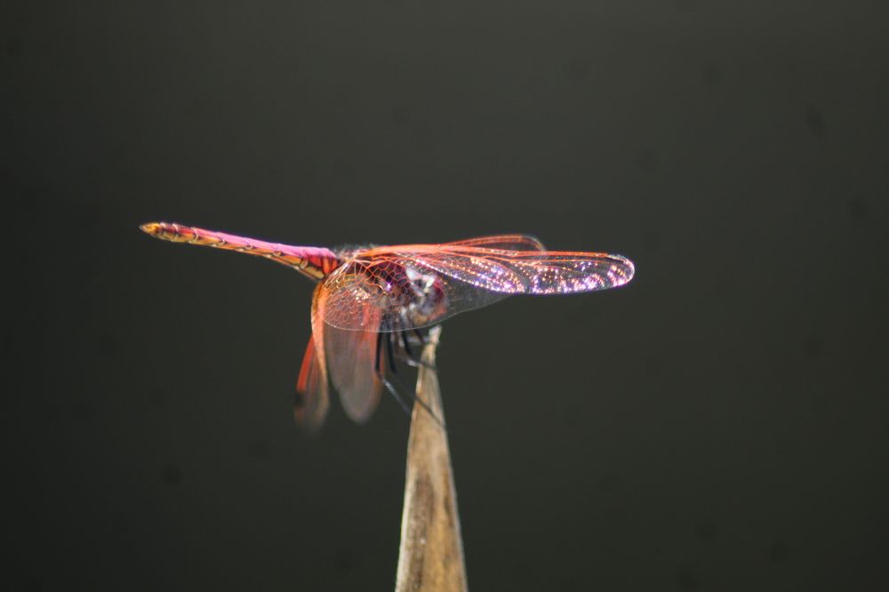 Photograph by Ferreira Francisco