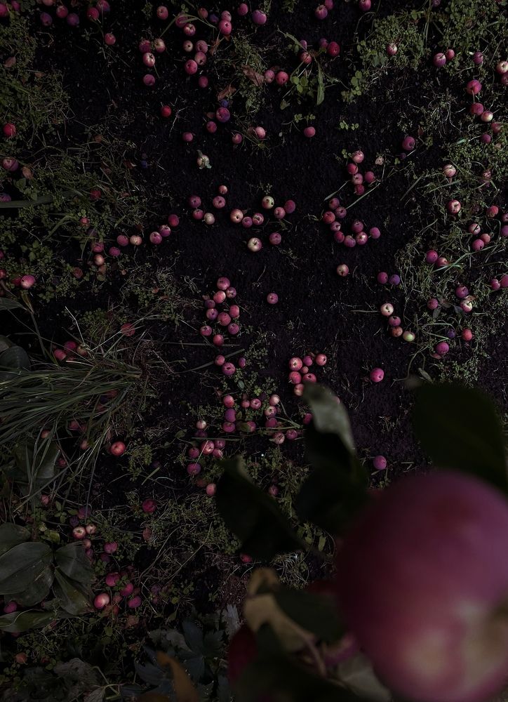 Apple tree offspring.