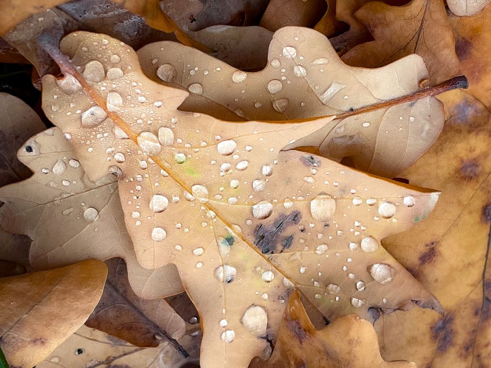 Photograph by Alexander Plakida