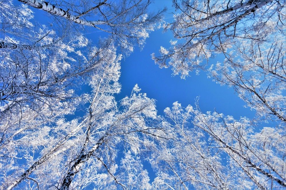 beauty of winter nature