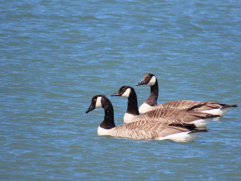 Photo #7143978