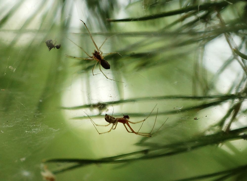Паучки на сосне