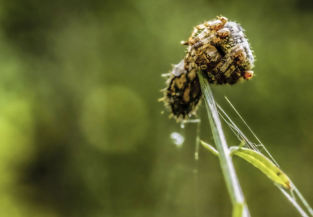 Паук на стебле
