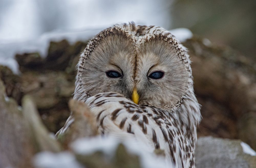 Фотография автора Татьяна Ливеровская