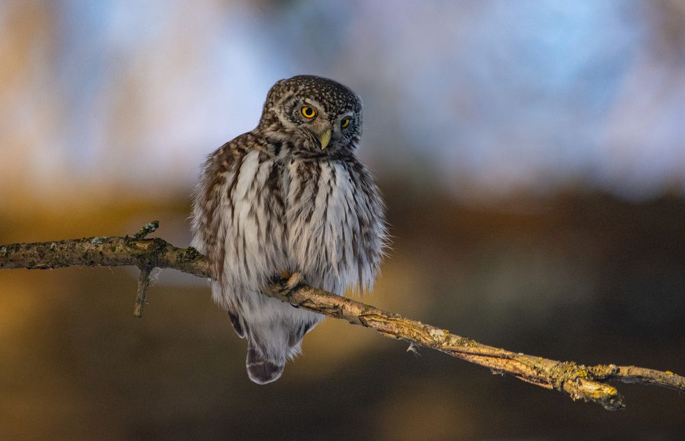 Фотография автора Татьяна Ливеровская